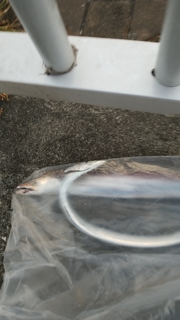 タチウオと青物を釣りに