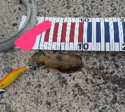 エギングとショアジギング②