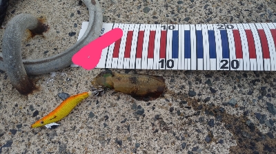 エギングとショアジギング②