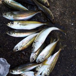 アジの入れ食い！！！！やはり、ボウズのがれは鉄板！！！！！！