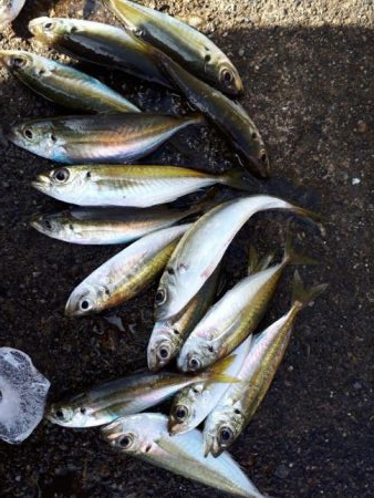アジの入れ食い！！！！やはり、ボウズのがれは鉄板！！！！！！