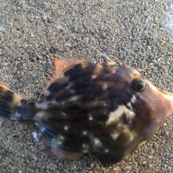 太刀魚 シイラ メッキ ウルトラCでシイラが釣れた