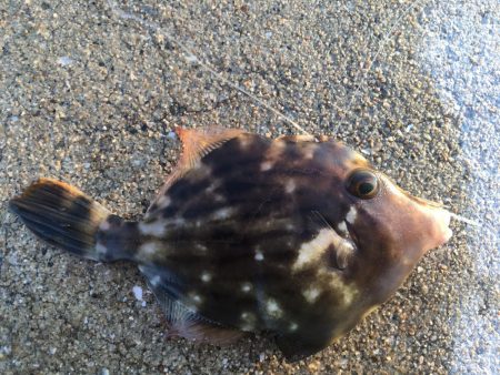 太刀魚 シイラ メッキ ウルトラCでシイラが釣れた