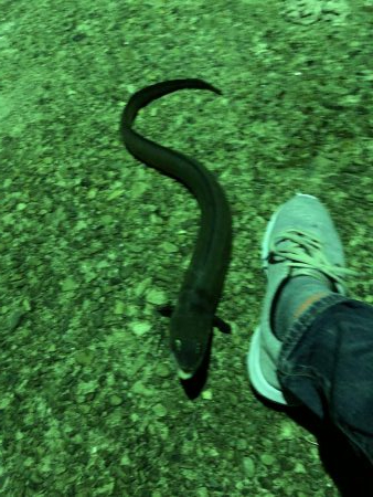 モンハンのつもりなんだが。