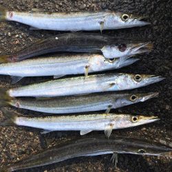 カマス祭り 開催中