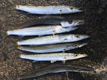 カマス祭り 開催中