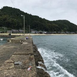 台風前のアオリイカ