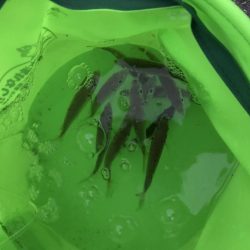 湾奥まだタチウオは…