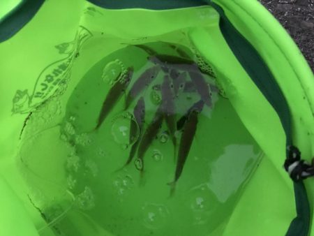 湾奥まだタチウオは…