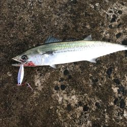 ライトショアジギング