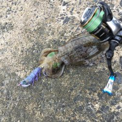 台風開け。秋イカエギング