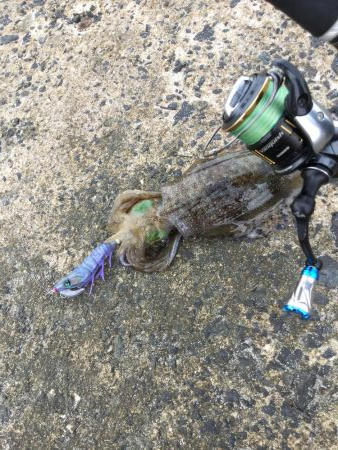 台風開け。秋イカエギング