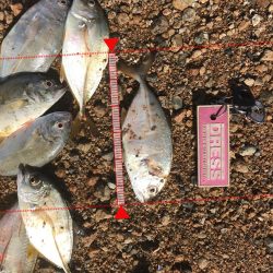 初めてメッキ釣りましまた!