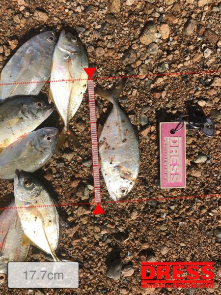 初めてメッキ釣りましまた!