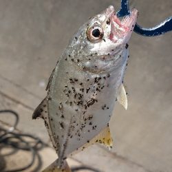 メッキトップで絶好調!