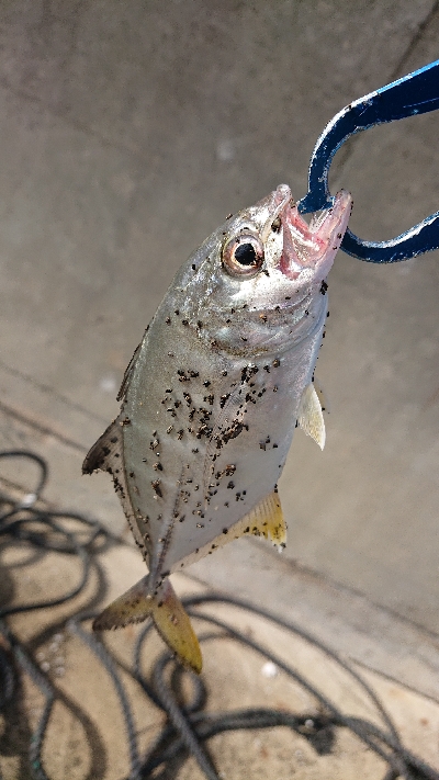 メッキトップで絶好調！