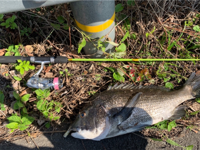 ショアジギング⇨チニング