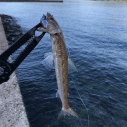 アオリイカを求めて⑥