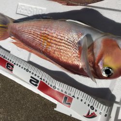 おニューリールの鱗付けが…