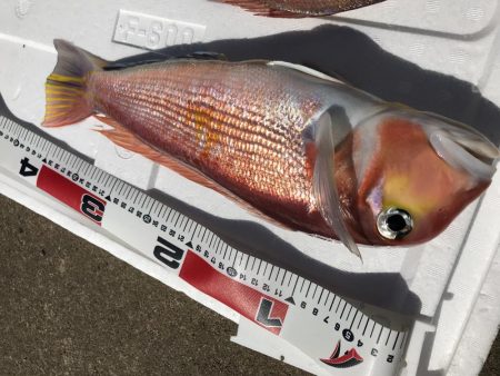 おニューリールの鱗付けが…