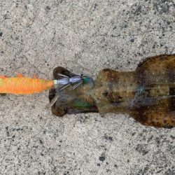 イージーエギング