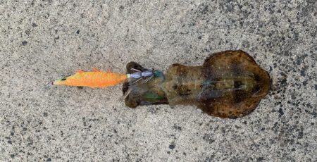 イージーエギング