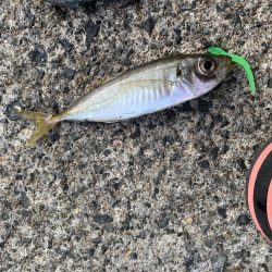 のんびりエギング