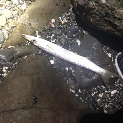 シーバス狙いでカマス