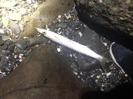 シーバス狙いでカマス