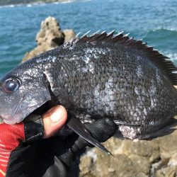 グレお刺身サイズ4枚♪でも太陽暑すぎ!(◎_◎;)