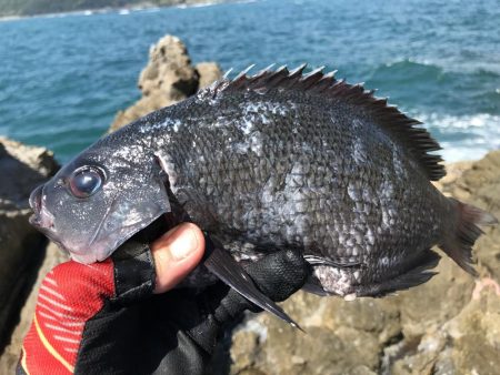 グレお刺身サイズ4枚♪でも太陽暑すぎ!(◎_◎;)