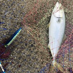 久しぶりに青物