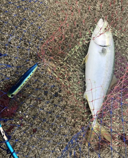 久しぶりに青物