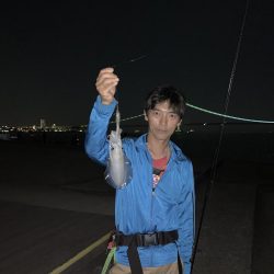 秋イカシーズです