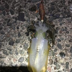 エギング アジング