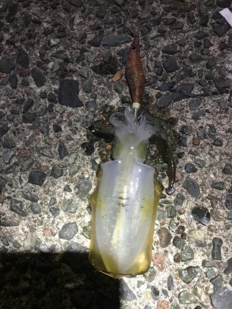 エギング アジング