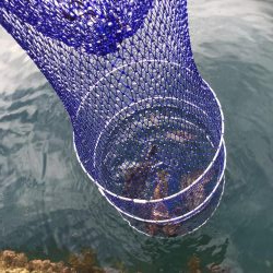 肝パンゲット！