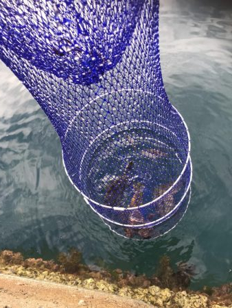 肝パンゲット！