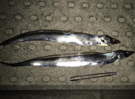 ドラゴンタチウオ