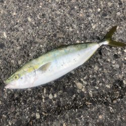 ワインド不発…しかし青物