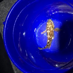 ぶっ込みでカサゴ