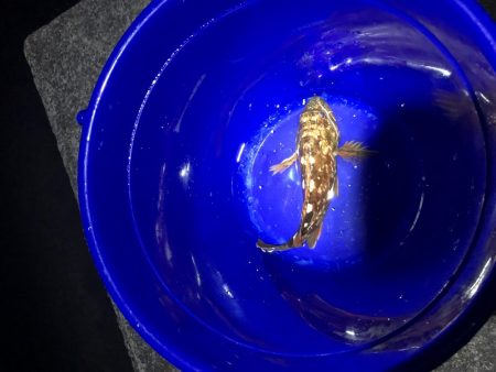 ぶっ込みでカサゴ