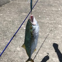 和田坊新波止にて青物