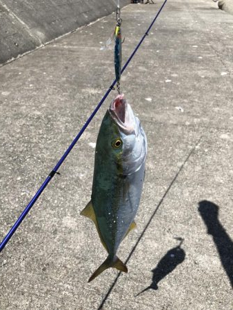 和田坊新波止にて青物