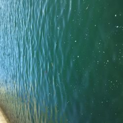 アジの泳がせ釣り釣行