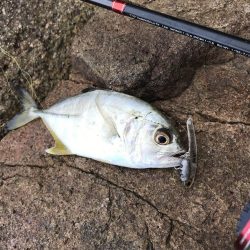 恐怖の「アジコロ」