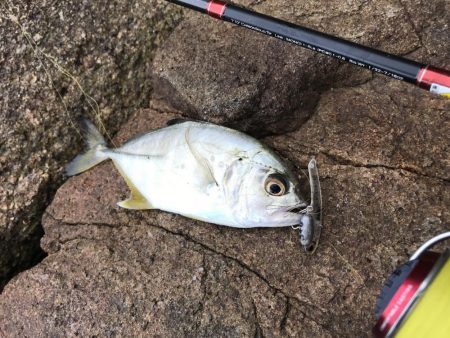 恐怖の「アジコロ」