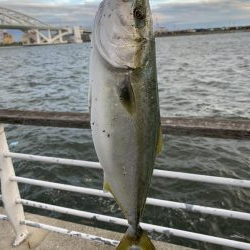 夕マズメの調査