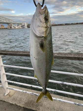 夕マズメの調査