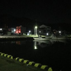 夜のお魚チェック